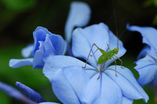 Green Hopper On Blue Flower