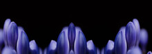 Profile Of Purple Flowers