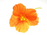 Fototapeta Dmuchawce - orange flower
