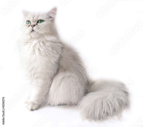 Chat Persan Chinchilla Stock Photo Adobe Stock Chat Persan Chinchilla Stock Photo Adobe Stock