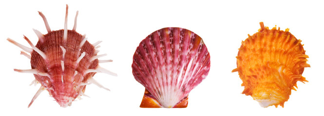 Wall Mural - Scallop shells