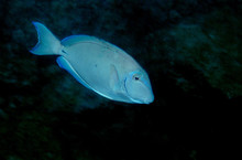 Ocean Surgeonfish, Bonaire.