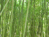 Fototapeta Sypialnia - Green bamboo