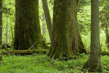 Two old huge trees