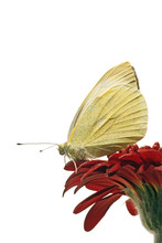 Small White (Pieris Rapae) Butterfly Profile
