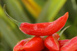 © dethchimo - Red pepper