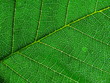 © iChip - dark-green leaf