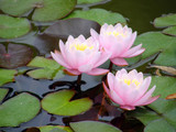 water lily
