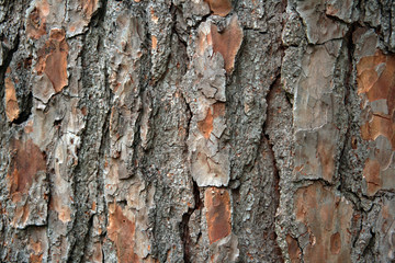 closeup pine bark