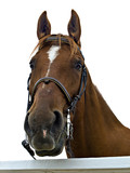 Fototapeta Konie - Portrait of a horse