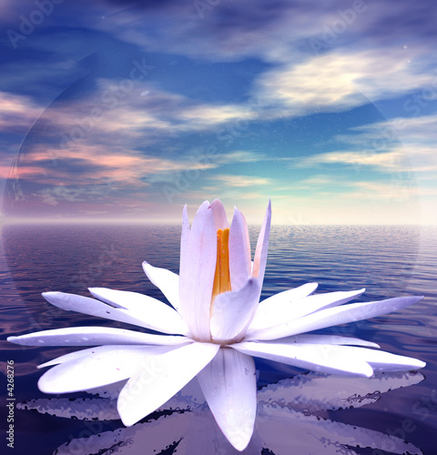 Fototapeta na wymiar White lotus flower reflected on tranquil waters