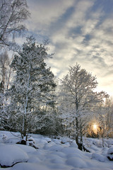 Poster - sunset in birch forest