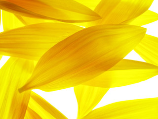 Canvas Print - sunflower petals