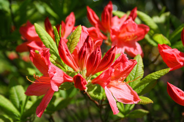 Rhododendron