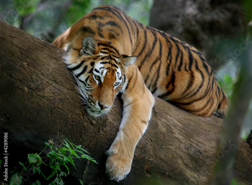 tygrys-na-drzewie