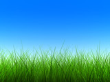 Fototapeta Na sufit - green grass thin 