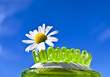 Daisy flower in brush for body massage and blue sky