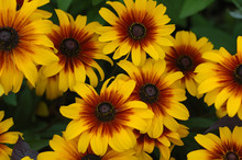 Fall Color With Rudbeckia Flowers, Common Name, Cone-flowers