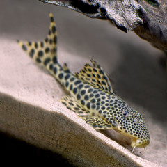 Poster - colorful tropical catfish