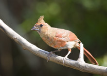 Young Female Northern Cardinal