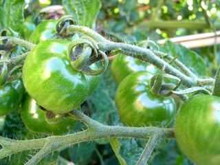 Wall Mural - Green Tomatoes 8