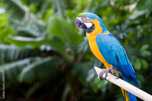 Obraz na płótnie canvas Guacamayo