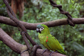 Green Bird Perched on Tree Branch