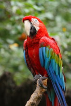 Red And Green Macaw Parrot