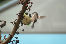 Hovering Long Tailed Tit