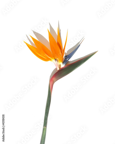 Oiseau Fleur Buy This Stock Photo And Explore Similar