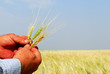 Farmer Holding Durum Wheat