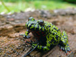 Fire-bellied Toad 9