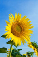 Wall Mural - sunflower in blue sky background