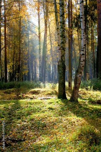 Dekoracja na wymiar  jesienny-las
