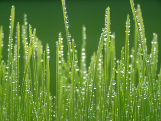 Poster - green grass with drops