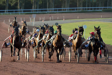 arrivée d'une course hippique de trot