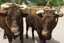 Pair Of Oxen With Yoke