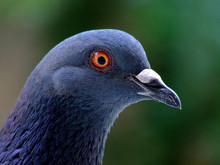 Blue Pigeon Bird Portrait