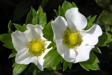 Two Flowers Of A Strawberry Tree