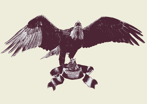  eagle spreading its wings