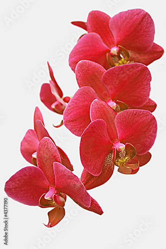 Tapeta ścienna Czerwona orchidea