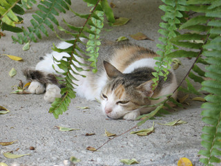 Cat sleeping under fern in Crete, Greece