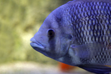 Poster - cichlid closeup