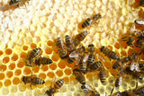 abeilles