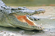 Crocodile Jaws