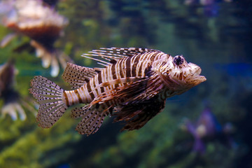 Poster - lion fish