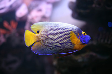 Sticker - Regal Spotted Angelfish