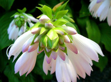 Hosta Bloom Closeup