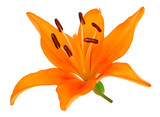 Fleur de lys orange