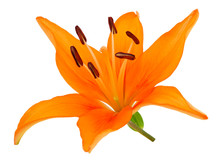 Fleur De Lys Orange